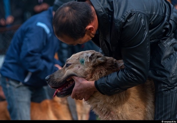 Đấu chó ở Kazakhstan, trò cá cược đang bị lên án