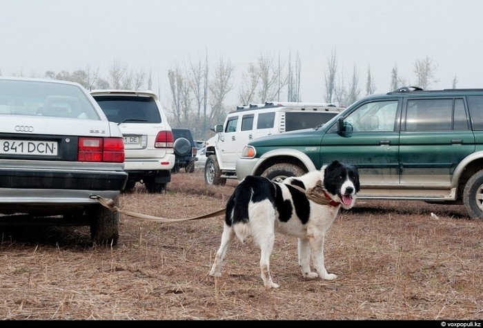 Đấu chó ở Kazakhstan, trò cá cược đang bị lên án