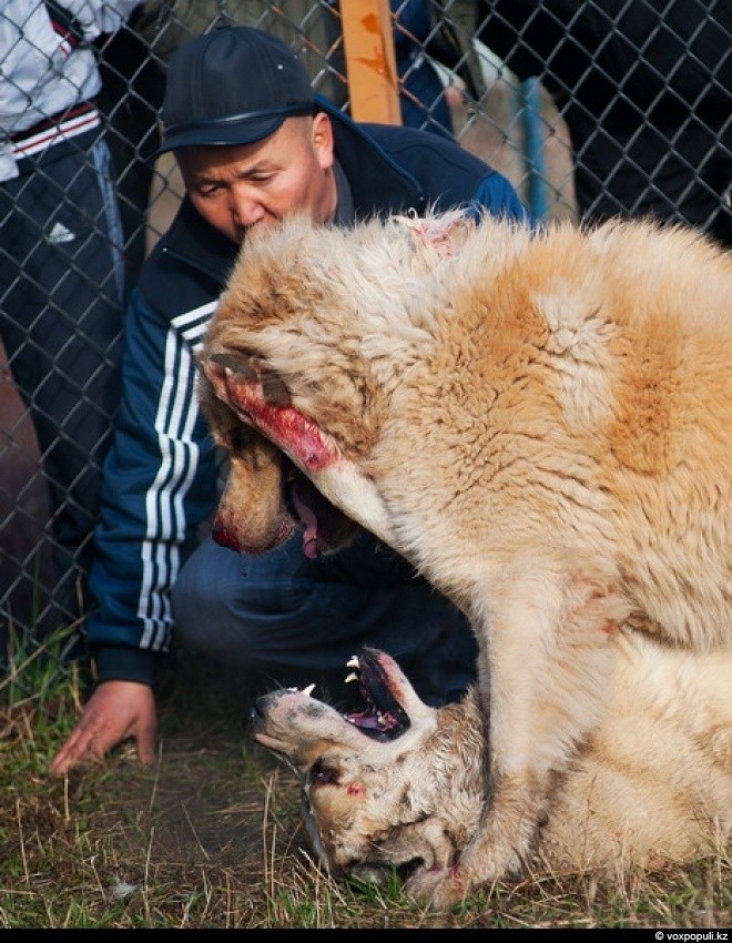 Những con chó nuôi được sử dụng trong các trận thi đấu sinh tử thường là các giống chó to lớn, hung dữ nhất châu Á và châu Âu, trong đó có cả loài Ngao Tạng quý hiếm có nguồn gốc ở châu Á.