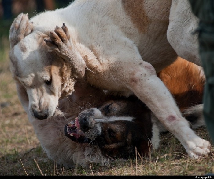 Tại Kazakhstan hiện nay các trận đấu cho vẫn diễn ra công khai bởi quốc gia này không có cấm tổ chức đấu chó và thậm chí cũng không có luật cho phéo tổ chức đấu chó chính thức.