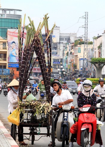 Cây mía ép lấy nước uống giải khát, được trồng phổ biến ở vùng quê. Gần đây, nhiều người Sài Gòn lo nước mía ép sẵn không đảm bảo vệ sinh nên mua nguyên cây về tự chế biến.