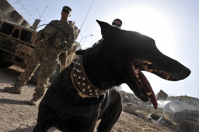 Tham gia tuần tra, tác chiến cùng lực lượng bộ binh Mỹ tại Afghanistan hiện nay có những chú chó được phong hàm ngang cấp với những hạ sỹ quan lục quân.