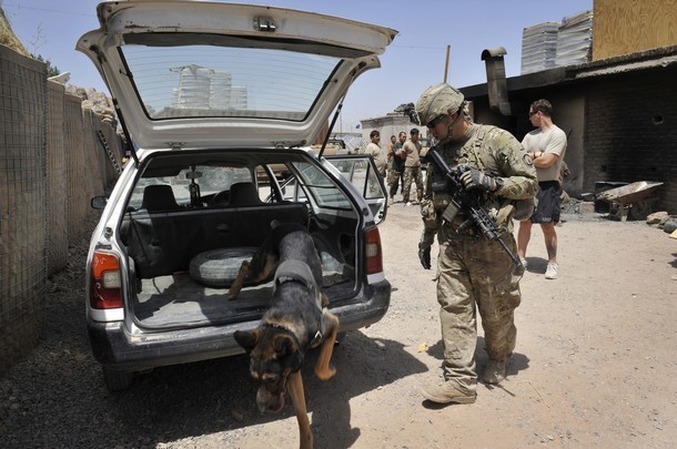 Một “hạ sỹ quan” chó giống berger Đức 6 tuổi đang làm nhiệm vụ đánh hơi dò tìm thuốc nổ và vũ khí cùng các binh sỹ Mỹ.