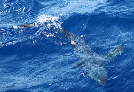 Chú cá mập này đang đuổi theo tàu, “săn” cá mắc câu