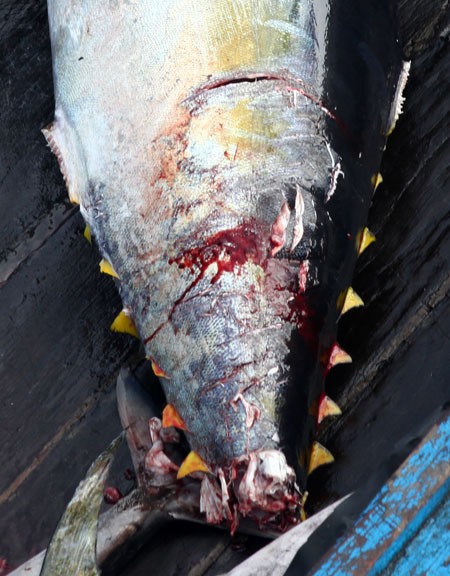 Con cá ngừ đại dương mắc câu bị một chú cá mập táp mất khúc đuôi