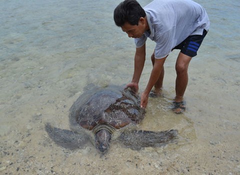 Con rùa nặng 80kg được thả về biển. Ảnh PV