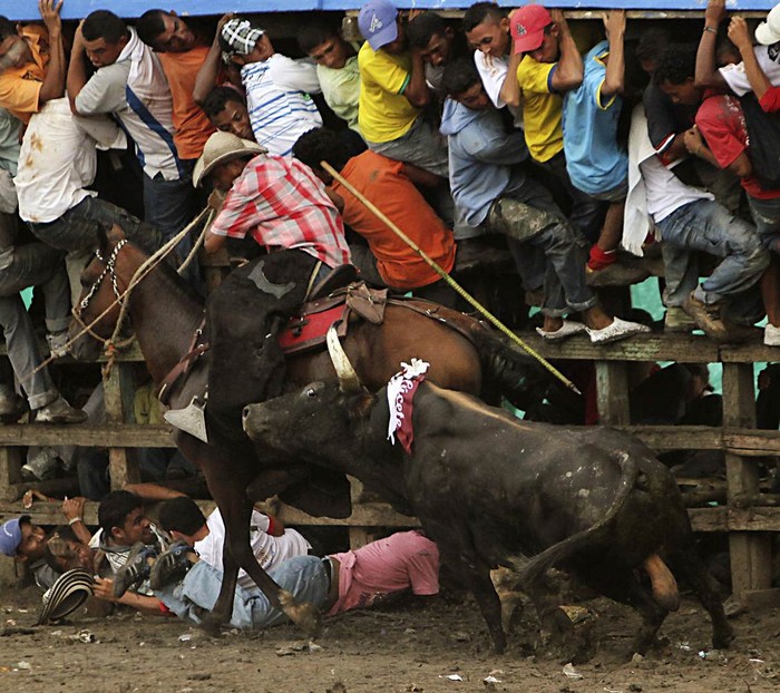 Khán giả chạy toán loạn trong lễ hội đấu bò truyền thống Corraleja ở Colombia (ảnh chụp ngày 18/9/2011).