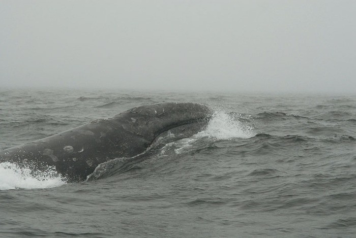 Một con cá voi khổng lồ xuất hiện.