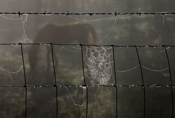 Một tổ nhện giăng tơ trên hàng rào ở làng Glencoe, hạt Cook, bang Illinois, Mỹ.