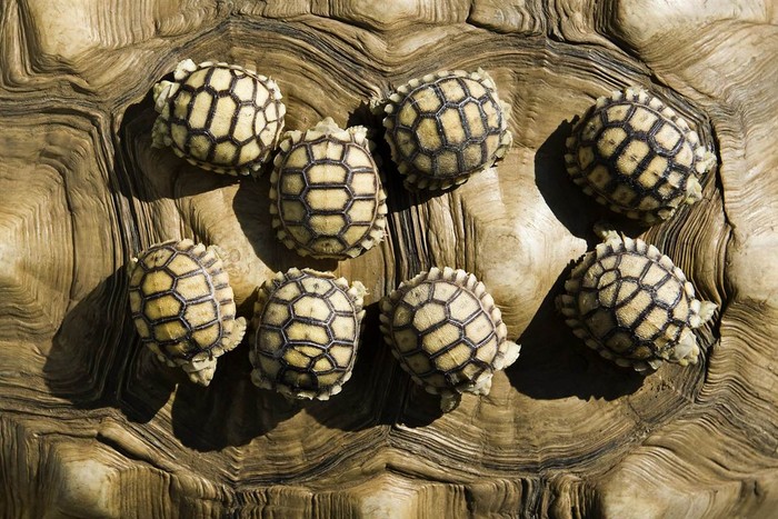 8 con rùa con châu Phi mới 4 ngày tuổi đang nằm trên lưng rùa mẹ tại Công viên động vật hoang dã Nyiregyhaza, Hungary (ảnh chụp ngày 27/9/2011).