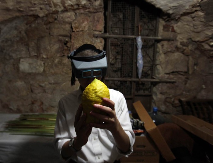 Một cậu bé Do Thái đang quan sát một loại hoa quả được sử dụng trong ngày lễ Sukkot ở Tabernacles, gần Jerusalem.