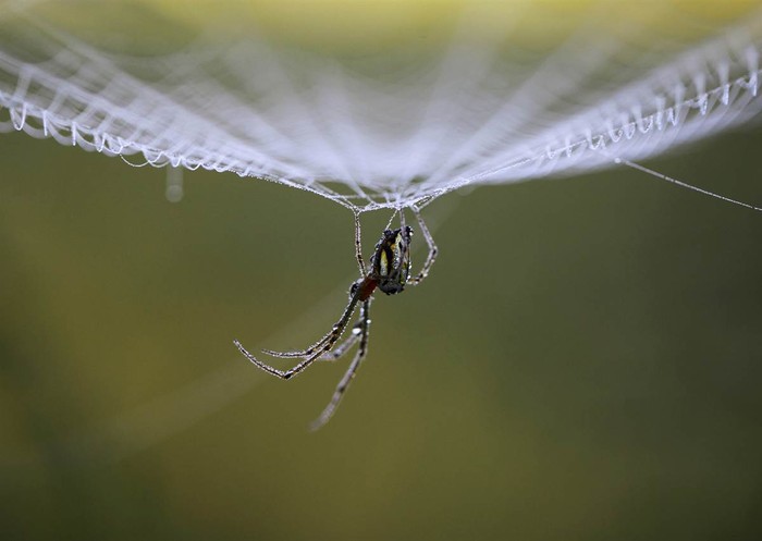 Một con nhện đang giăng tơ ở Lalitpur, Nepal.