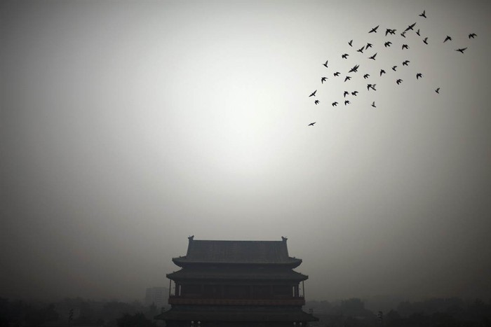 Một đàn chim hoang bay qua Tháp Trống tại Tử Cấm Thành, Bắc Kinh, Trung Quốc.