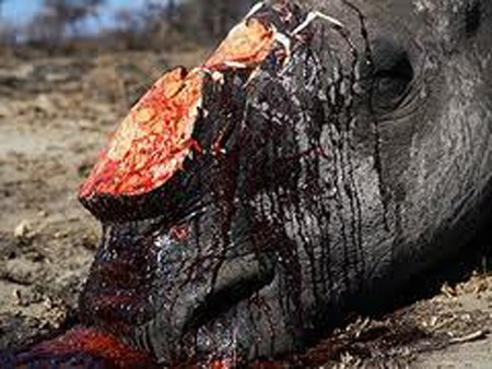Một con tê giác bị giết để lấy sừng.