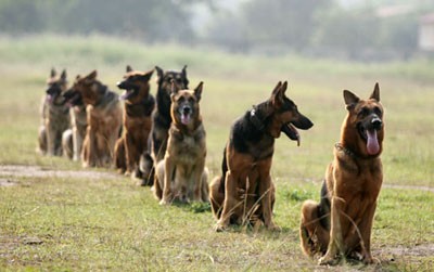 Những chú chó nghiệp vụ này chủ yếu là giống Béc-giê Đức đã được lai tạo, thuần hóa phù hợp với điều kiện sống của nước ta.