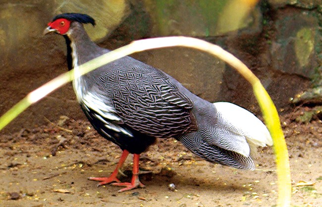 GÀ LÔI VẰN Lophura nycthemera annamensis: Phân bố ở các rừng Nam Trung bộ, cao nguyên Lâm Viên và Đông Bắc Nam bộ. Đây cũng là loài chim đặc hữu của nước ta.