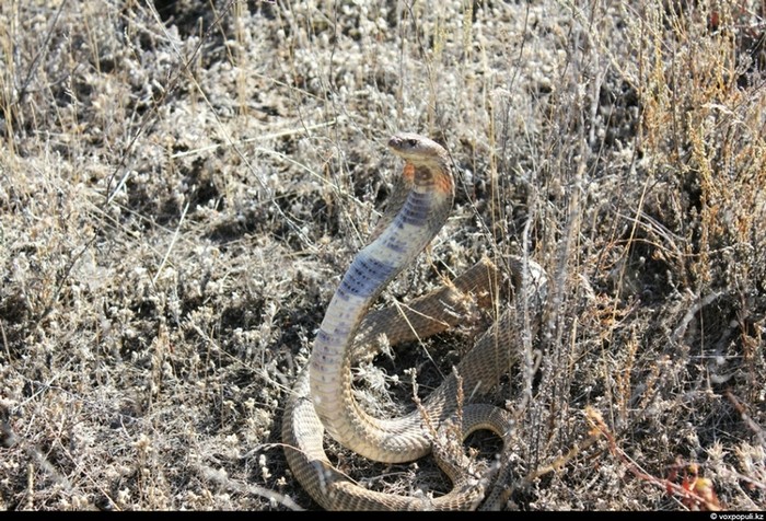 Theo chân thợ săn rắn độc ở Kazakhstan ảnh 14