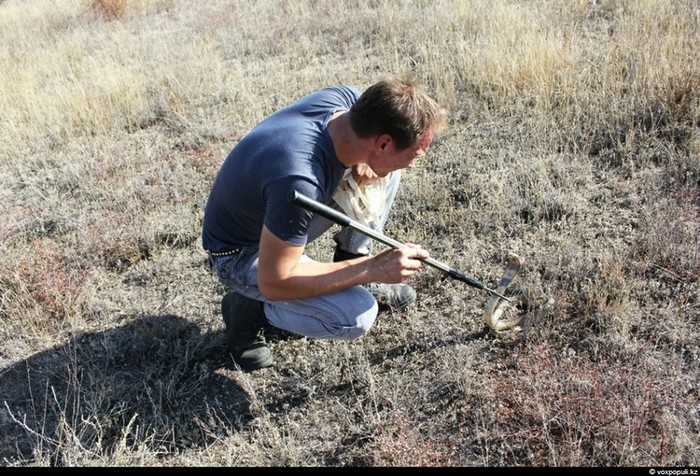 Theo chân thợ săn rắn độc ở Kazakhstan ảnh 16