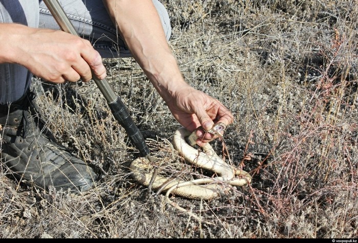 Theo chân thợ săn rắn độc ở Kazakhstan ảnh 17
