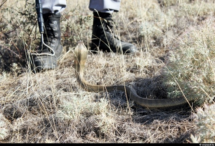Theo chân thợ săn rắn độc ở Kazakhstan ảnh 2