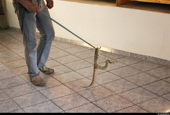 Theo chân thợ săn rắn độc ở Kazakhstan ảnh 27