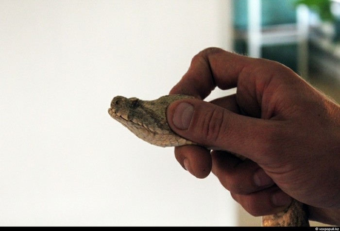Theo chân thợ săn rắn độc ở Kazakhstan ảnh 29
