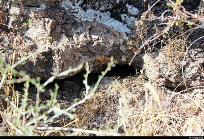 Theo chân thợ săn rắn độc ở Kazakhstan ảnh 5