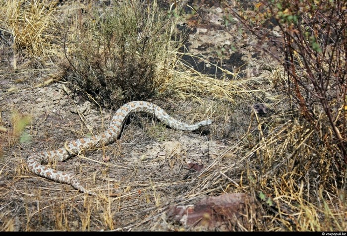 Theo chân thợ săn rắn độc ở Kazakhstan ảnh 6
