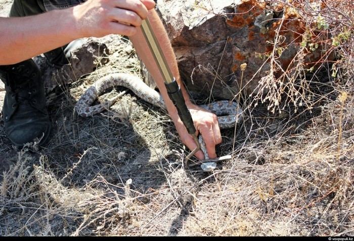 Theo chân thợ săn rắn độc ở Kazakhstan ảnh 8