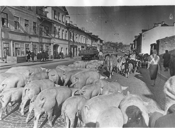 Trận Leningrad là một trong các biểu tượng lớn nhất của cuộc đọ sức cả về quân sự cũng như về sức chịu đựng của con người giữa chế độ Xô Viết và chế độ Quốc Xã. ẢNH: Lợn được sơ tán đề phòng bị quân Đức đánh phá