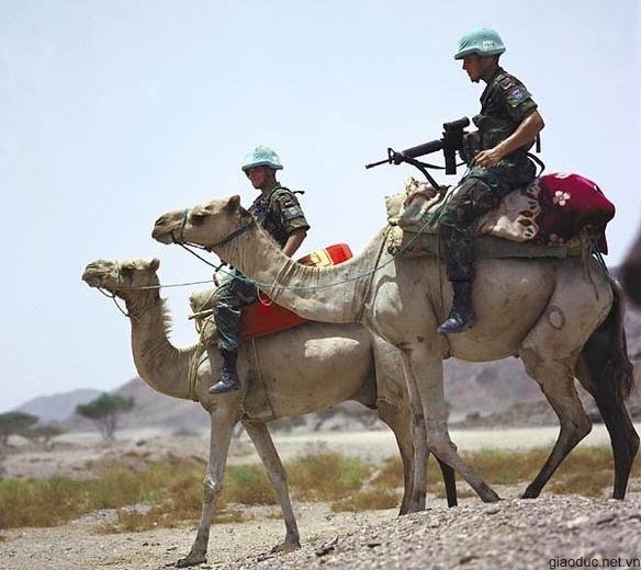 Trên sa mạc chưa chắc xe dã chiến đã tiện dụng bằng lạc đà