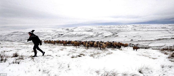 Chăn cừu trên tuyết ở Hawes
