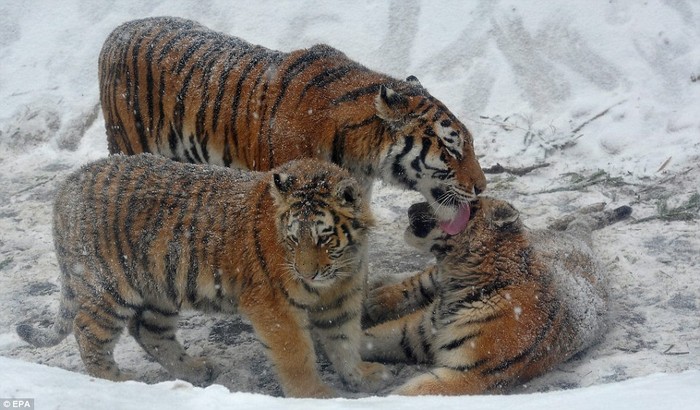 Một gia đình hổ trong vường thú Budapest Zoo ở Hungary trong mùa đông giá lạnh