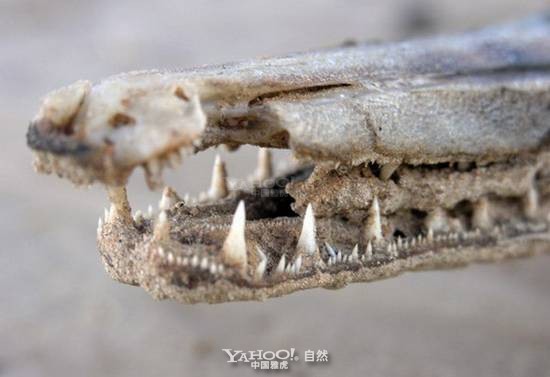 Cá sấu mõm dài Alligator Gar