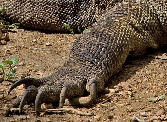 Rồng Komodo trưởng thành với bàn chân đầy móng nhọn