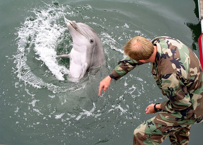 Cá heo được Hải quân Mỹ huấn luyện