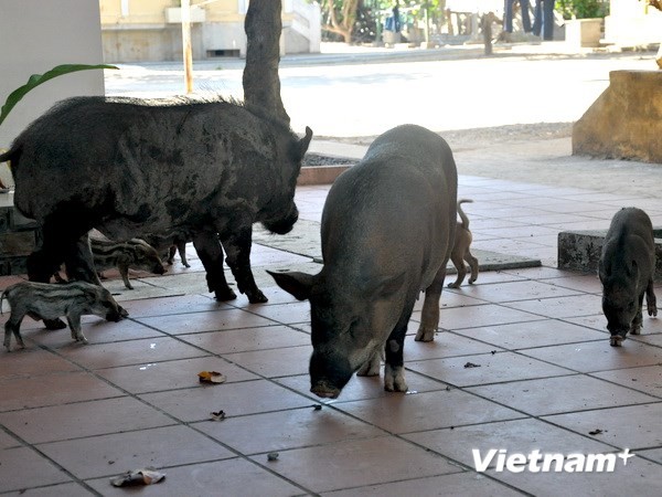 Lợn nuôi trên đảo Trường Sa Lớn. (Ảnh: Việt Đức/Vietnam+)