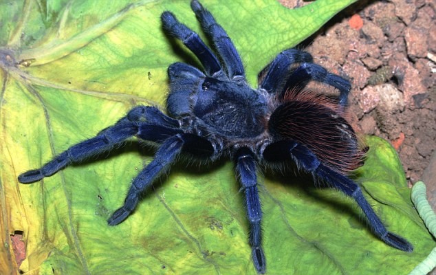 2. Chú nhện xanh óng ánh này được tìm thấy ở Brazil.