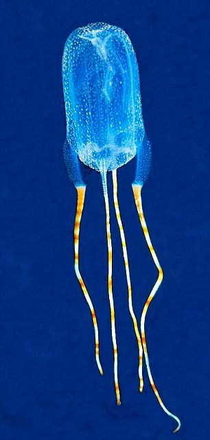 3. Loài sứa được đặt tên là Tamoya Ohboya với những cái đuôi đỏ và trắng dài.