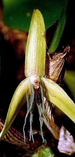 4. Loài hoa lan tìm thấy ở Papua New Guinea (một quốc gia độc lập ở Châu Đại Dương - PV). Loài lan này chỉ nở vào 10 giờ tối và đến sáng thì khép lại.