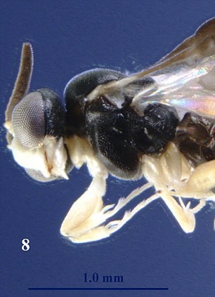 6. Loài ong bắp cày này được tìm thấy ở Tây Ban Nha và thức ăn của chúng là kiến.