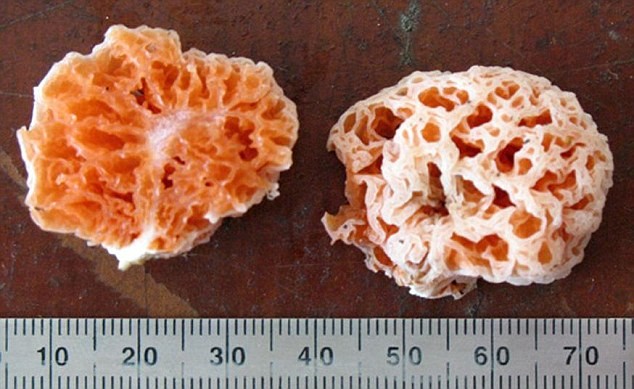 7. Loại nấm nhìn giống bọt biển kì lạ tìm thấy ở đảo Borneo (Đông Nam Á - PV).