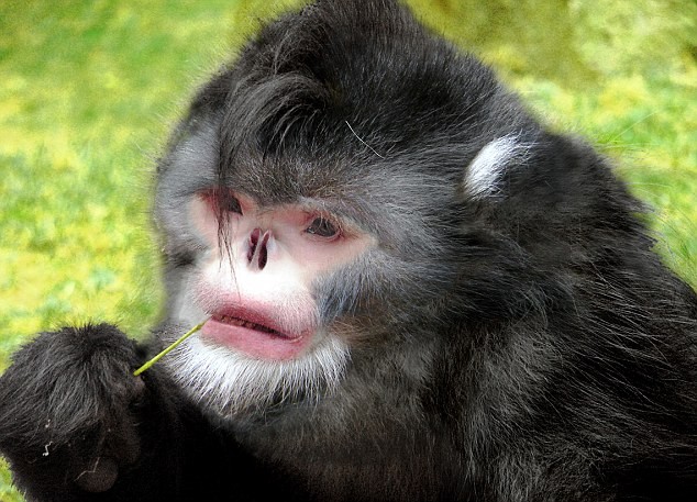 1. Khỉ hắt hơi: những chú khỉ như này sẽ chúi đầu xuống chân mỗi khi trời mưa.