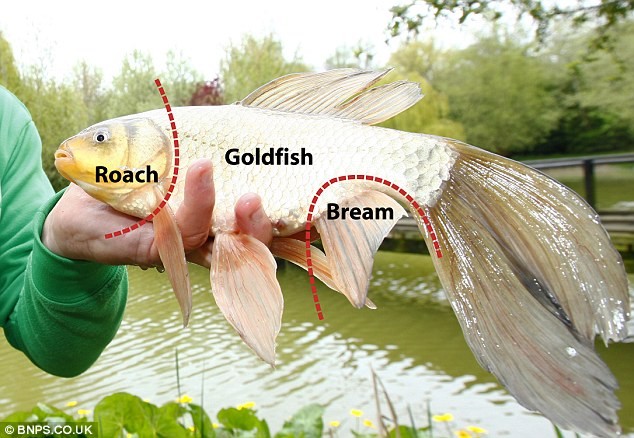 Con cá khác thường với thân và đuôi giống cá vàng bình thường, đầu thì giống cá rutilut nhưng vây đuôi thì lại giống cá tráp.
