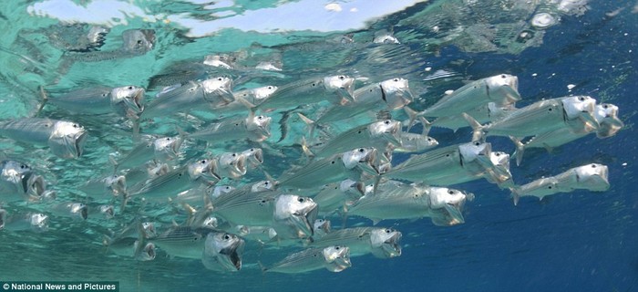 Loài cá này có màu bạc, thường ăn sinh vật phù du và ấu trùng ở những vùng nước ấm.