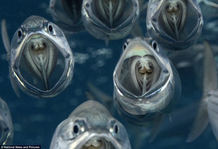 Hình ảnh của những con cá có hình thù đáng sợ này được chụp lại ở Biển Đỏ bởi nhiếp ảnh gia người Anh tên Alex Tattersall.