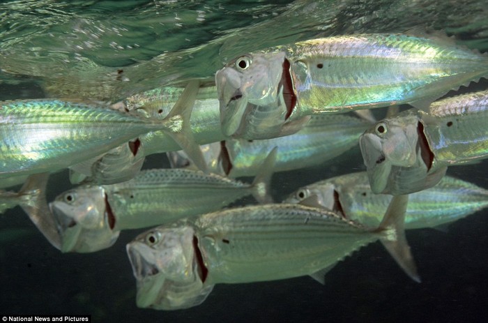 Loài cá này thường được tìm thấy ở những vùng nước nông ven biển nơi có nhiều sinh vật phù du. Nhiệt độ yêu thích của loài cá này là 17 độ C.