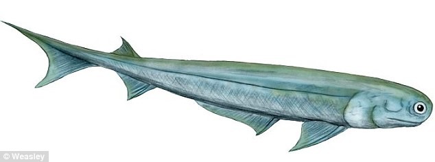 Loài cá nguyên thuỷ này có tên khoa học là Acanthodes bronni.