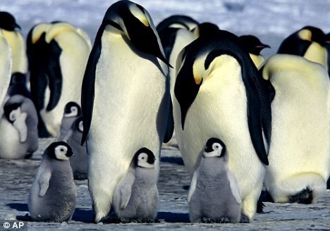 Đến năm 2100 thì có thể chỉ còn khoảng 500 đến 600 con chim cánh cụt Hoàng đế.