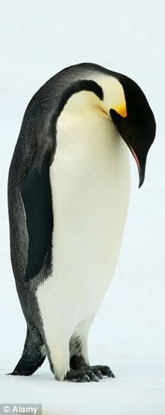 Loài chim cánh cụt Hoàng đế ở Nam Cực.